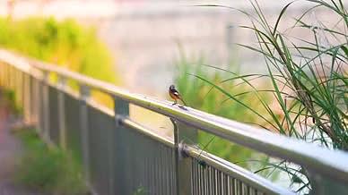 4k实拍唯美栏杆上的小鸟意境风光视频的预览图